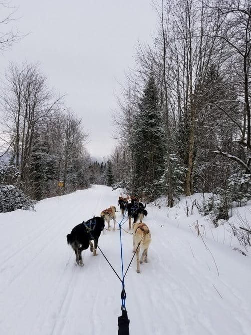 2018 Review Dog Sled