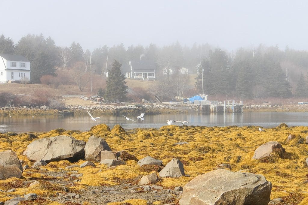 Peggy's Cove & Area3