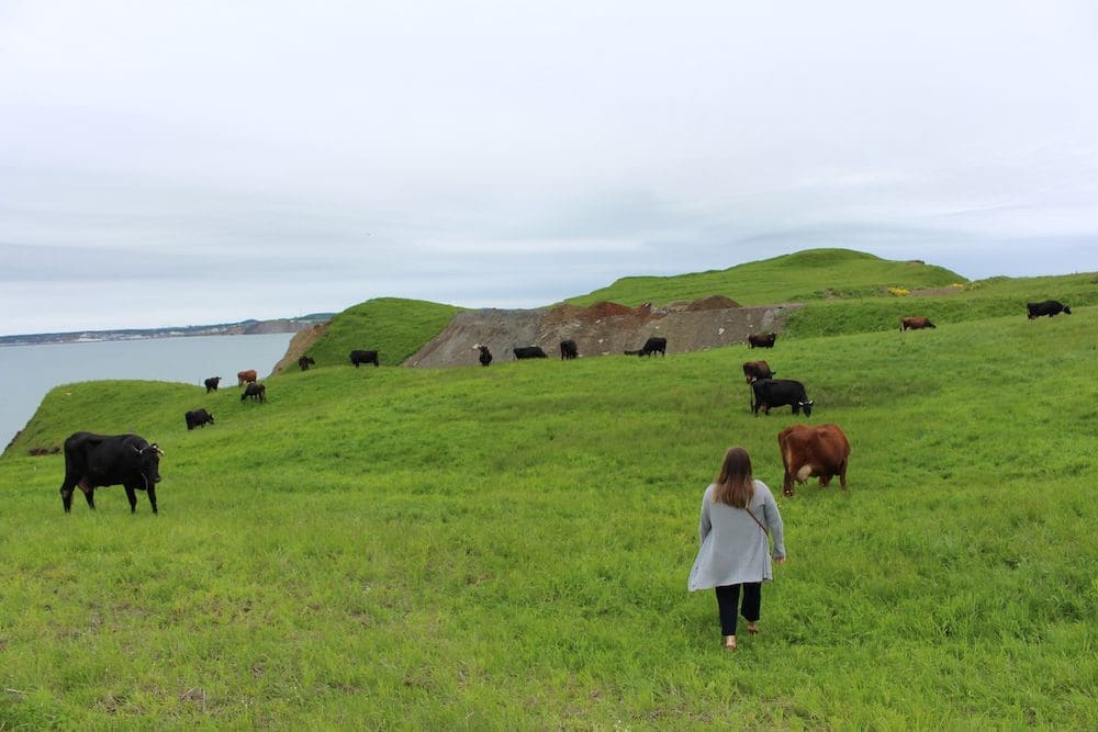 Magdalen Islands Food Trail cheese