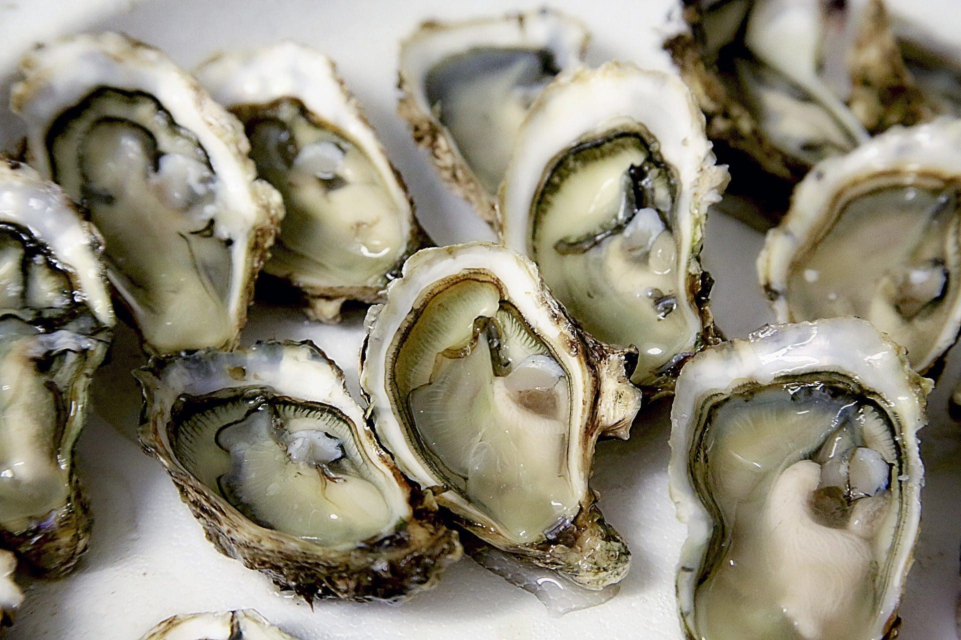 Magdalen Islands Oysters