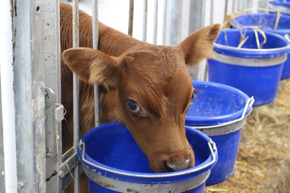 Magdalen Islands Canadian Cows