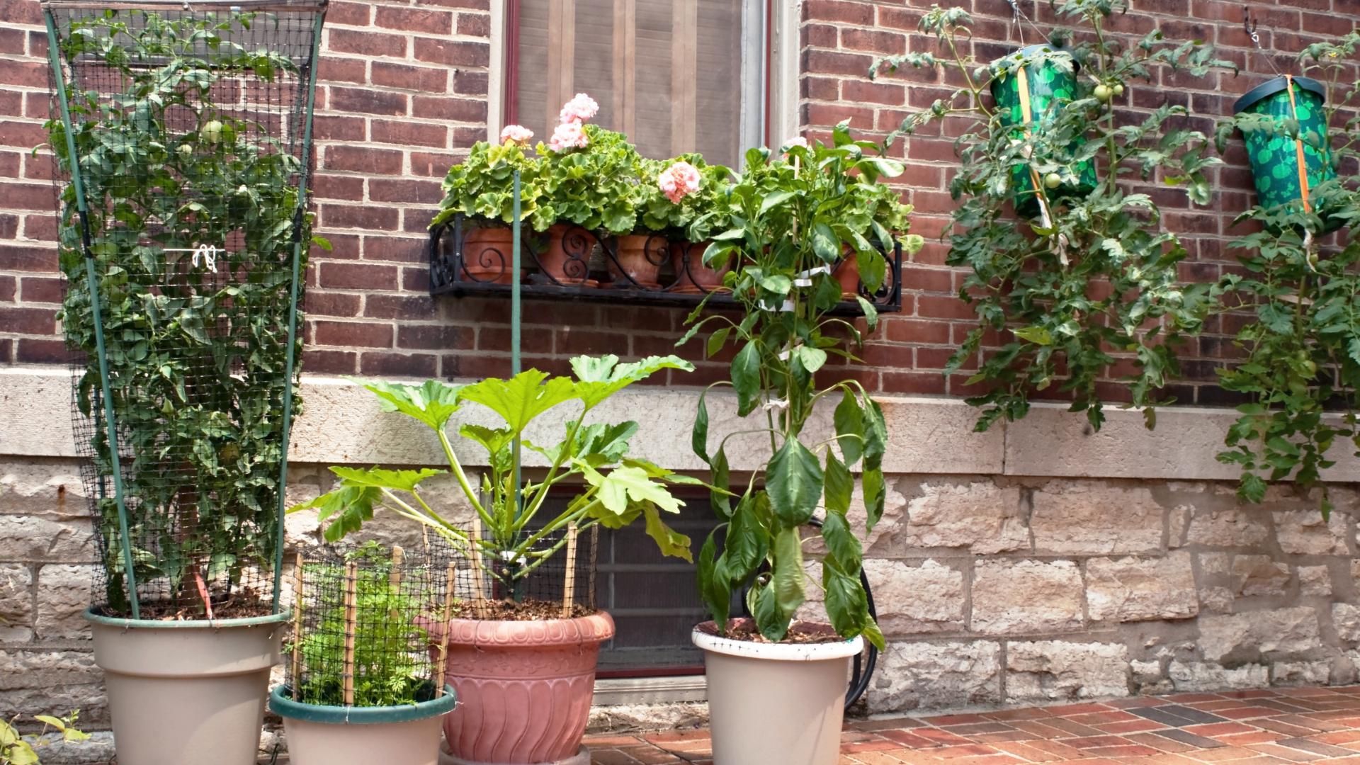 The Ultimate Guide to Container Gardening