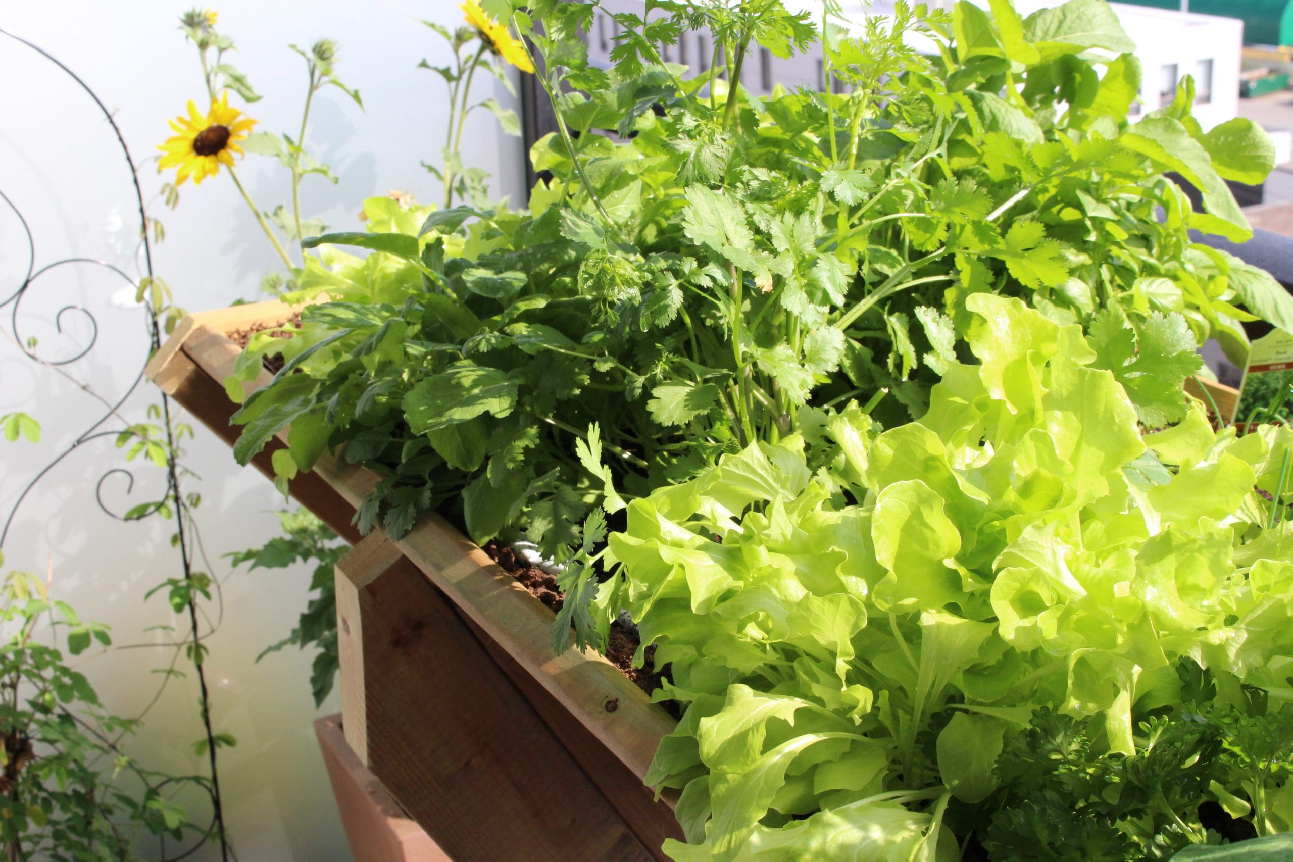 Urban balcony garden