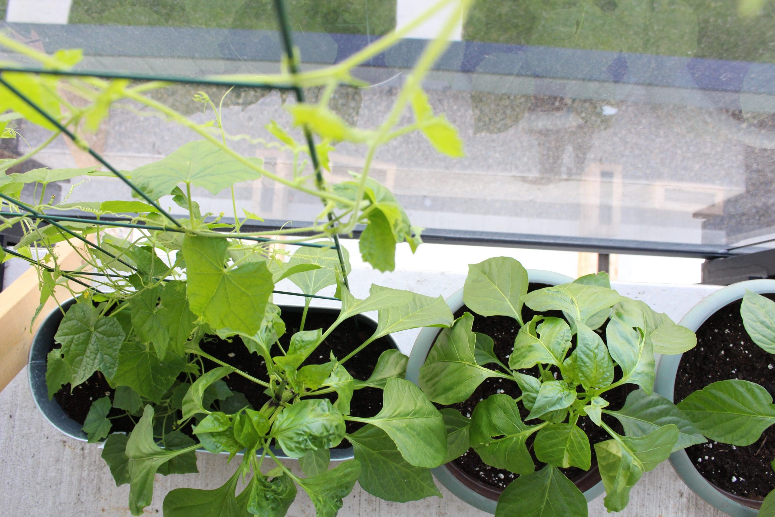 Urban balcony garden