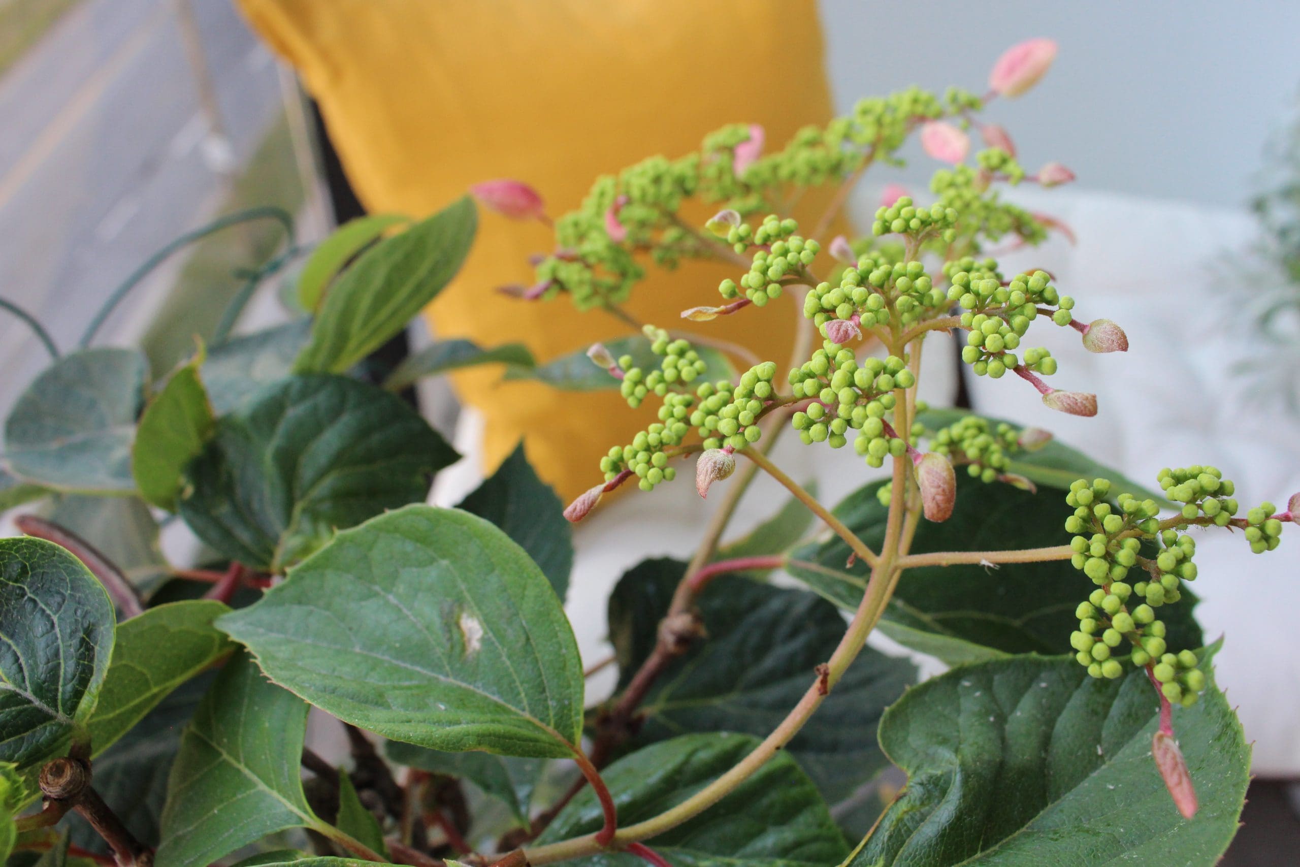 Urban balcony garden