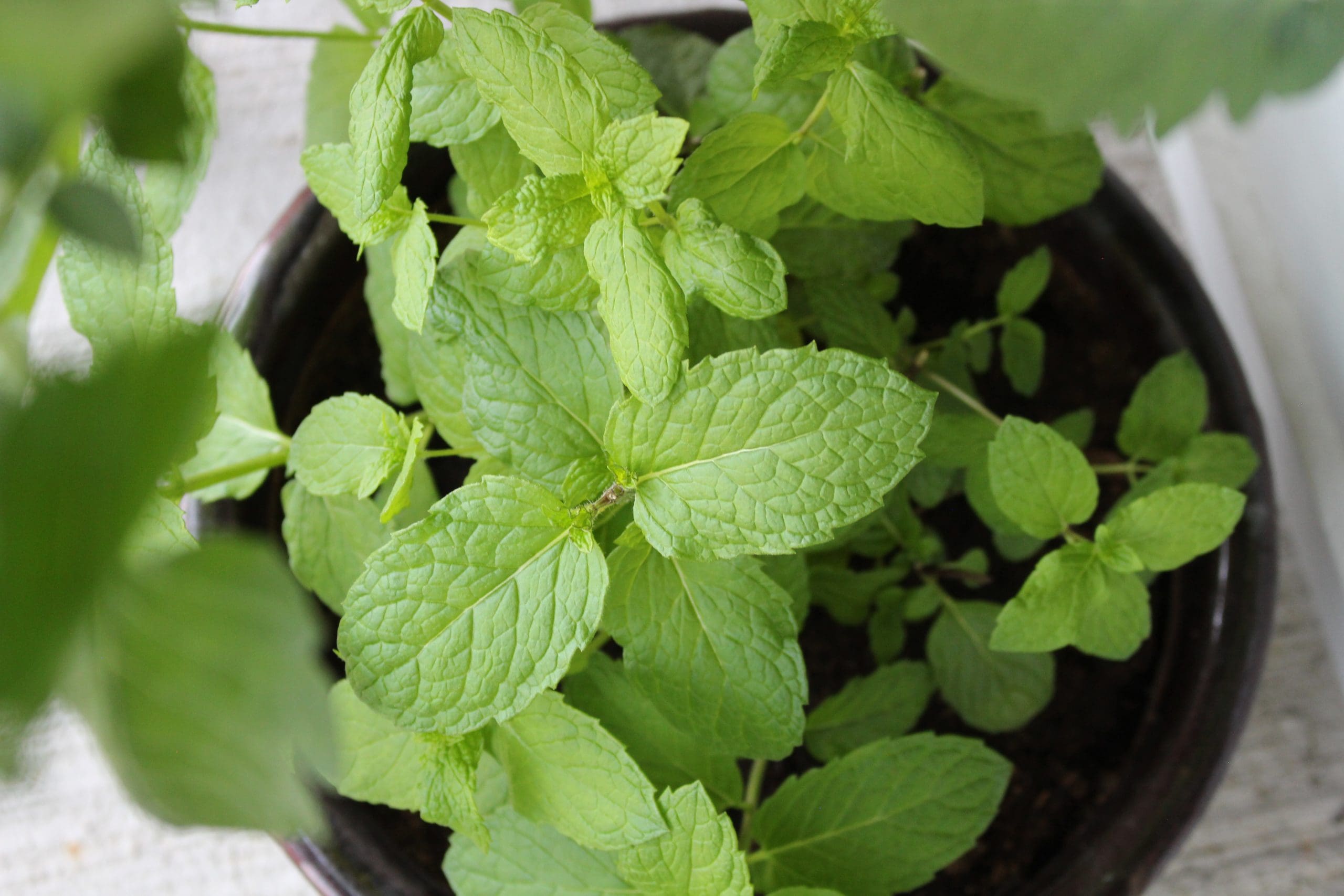 Urban balcony garden