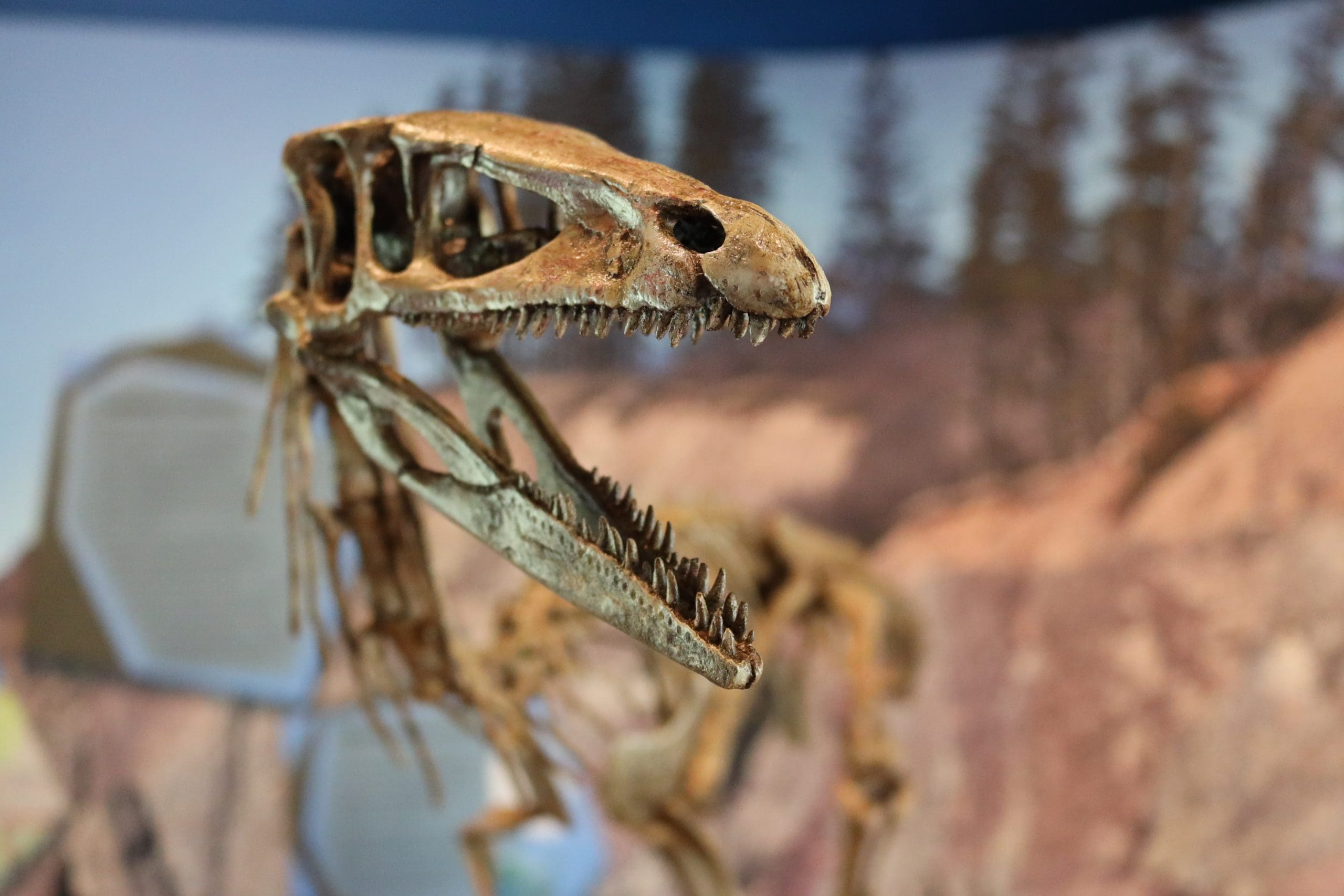 Fundy Geological Museum